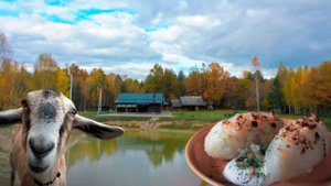 ЧЕРНИЧНЫЙ ХУТОР 1.11.2025 , Лесная Жизнь , Хутор в Лесу , Черничники