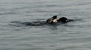 21.09.2025 г.Пионерский.Из жизни водоплавающих