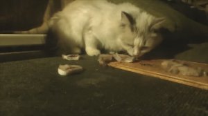 Варькино счастье ...