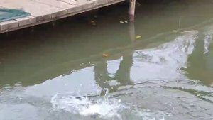 Дуплет,всё на спиннинг