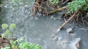 Река Данилиха. Новое загрязнение фекалиями (Пермь)