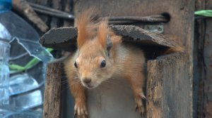 Белки. Мои фото. Октябрь 2025