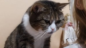 Кот. Выпрашивает ужин.