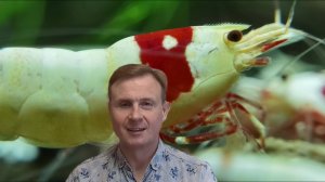 Аквариумные креветки каридины на нейтральном грунте