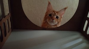 Приветик пукни в покетик