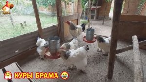 Куры Брама с лохматыми лапами прекрасные несушки (71)