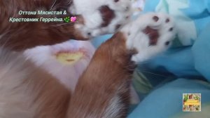 Оттона Мясистая & Крестовник Геррейна. 🌿💖