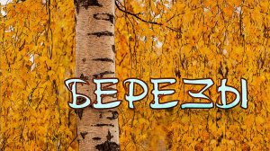 Берёзы