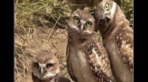 Уходи, это мой лес! ☺