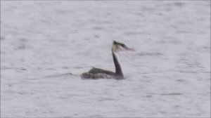 Птицы видео, Чомга, наблюдение в Великом Новгороде, 2 ноября 2025