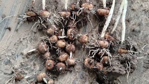 Осенние крокусы-находка, октябрь 2025