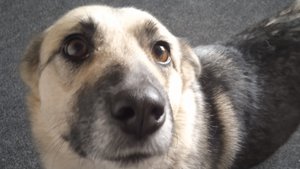 Нам до собак ещё расти...