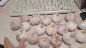 7.10.25г.  Подготовка 🧄🧄🧄ЧЕСНОКА Озимого к ПОСАДКЕ!!!👍👍👍🙂