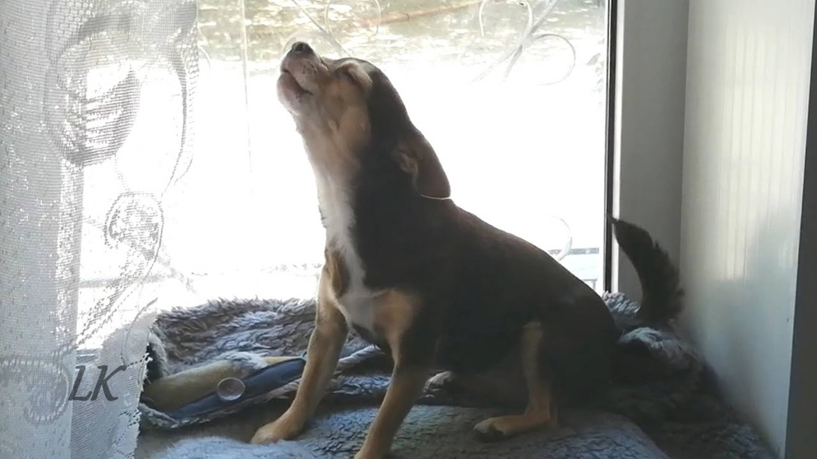 Давай, споем... (71)/Чихуашка/Под камеру МЫ стесняемся...