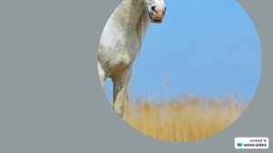 Фамилия Аглиева: история происхождения, значение и верное склонение – полный гайд для исследования