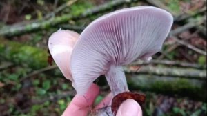 Грибная прогулка 01.11.25. Наро-Фоминск. Грибы еще растут