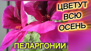 Пеларгонии,фиалки. Удобряю. Чем? Цветут всю осень.