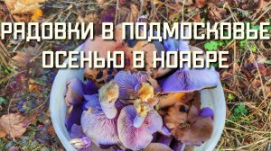 Где растут грибы РЯДОВКИ в Подмосковье и какие СБОР ГРИБОВ ОСЕНЬЮ В НОЯБРЕ
