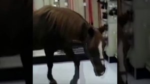 В магазин за покупками 🛍️