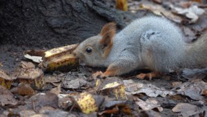 Белки. Синицы и мышка. Зарисовка