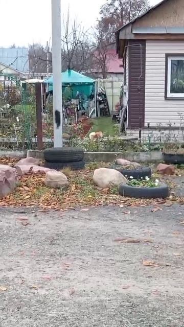 ОСТОРОЖНО ЗЛАЯ СОБАКА!!!