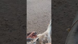 Рассказываю о Египте новая экскурсия бедуинская деревня