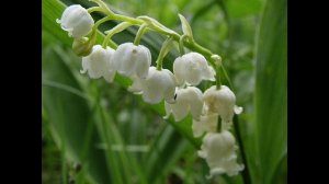 ЭТОТ ЛАНДЫШ ПРЕКРАСНЫЙ  - авт и исп  Злата Урусова - стихи Сергея Лесова