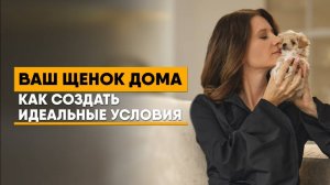 Полное руководство по обустройству дома для щенка | Манеж, игрушки, туалет