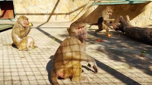 Страшные мысли- ОБДЕЛИМ Лиду, а может Елисея!АНУБИС набил полные щеки МЯСА!Степка сразу ПОГНАЛ Маню!