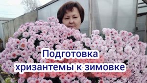 Хризантема мультифлора. Готовлю к зимовке в погребе.