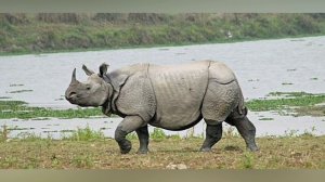 Животные. Яванский носорог