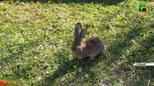 В Грозном по инициативе Хутмат Кадыровой открыта первая контактная ферма с уникальными животными