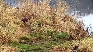 МАТЁРЫЙ ДИКИЙ КОТ ОХОТИТ УТКУ