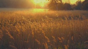 Осенняя мелодия