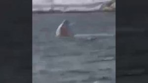 МУРМАНСКЕ УТОНУЛ СУДНА ЧТО ТЕПЕРЬ БУДЕТ?