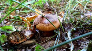 Вот такие грибочки