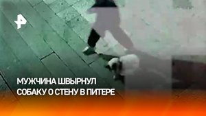 Мужчина швырнул маленькую собаку об стену в подъезде дома в Петербурге
