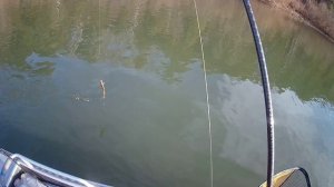 Осенняя рыбалка на реке Чулым, дроп-шот и микроджиг.