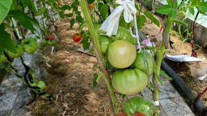 Лучшие семейные сорта томатов .С любовью из поколения в поколение .3 часть