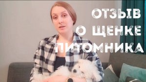 Отзыв на щенка бишон фризе, питомника Агнелль де неж, из Москвы.