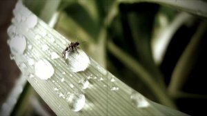 Isotis - Holy Ground