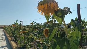 #подсолнухи необычная красота  на море