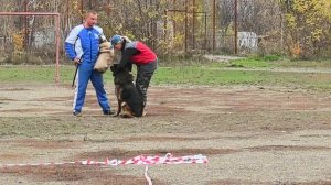1 Отл. КЧК ЭЛЬЗА ДЛЯ СОЗВЕЗДИЯ ЛЬВОВ +++ №36. ШАХТЫ 3 ноября`25 Моно немецких овчарок