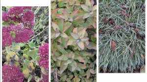 Обрезаю и закрываю гортензии.