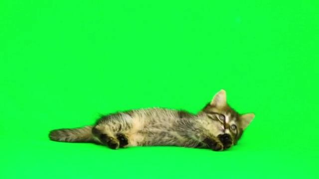 Песня "Смешной котёнок" (Эва Шервуд)