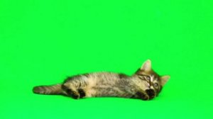 Песня "Смешной котёнок" (Эва Шервуд)