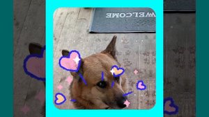 1000039043.mp4 (Собака смотрит на монтаж электропроводки (распайку р/коробок) в доме А-фрейм)