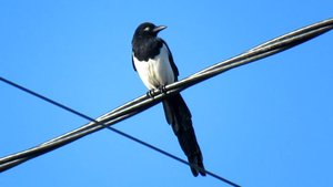 Одноглазая сорока