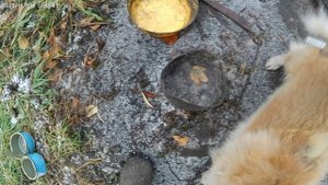 Прячу яблоньку от грызунов.