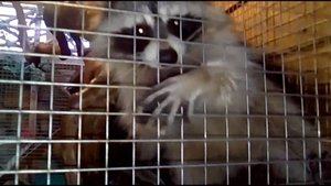 Мини зоопарк в городе Судак. Крым